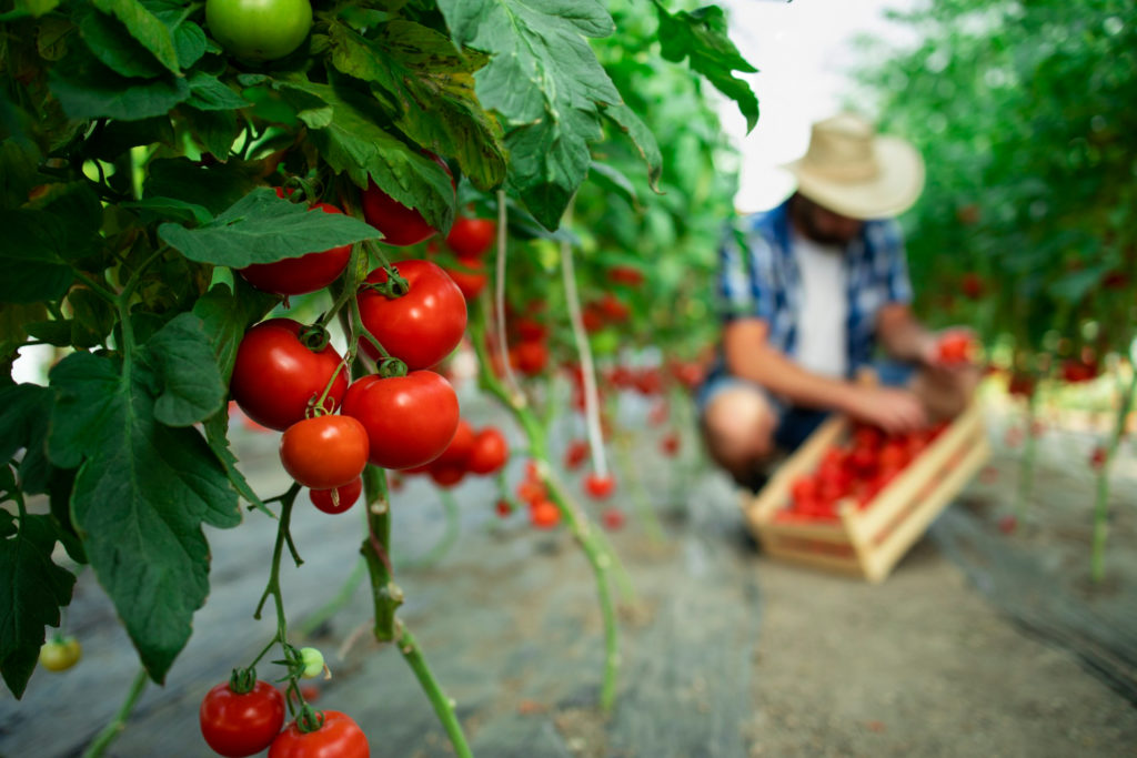 granja alimentos organicos
