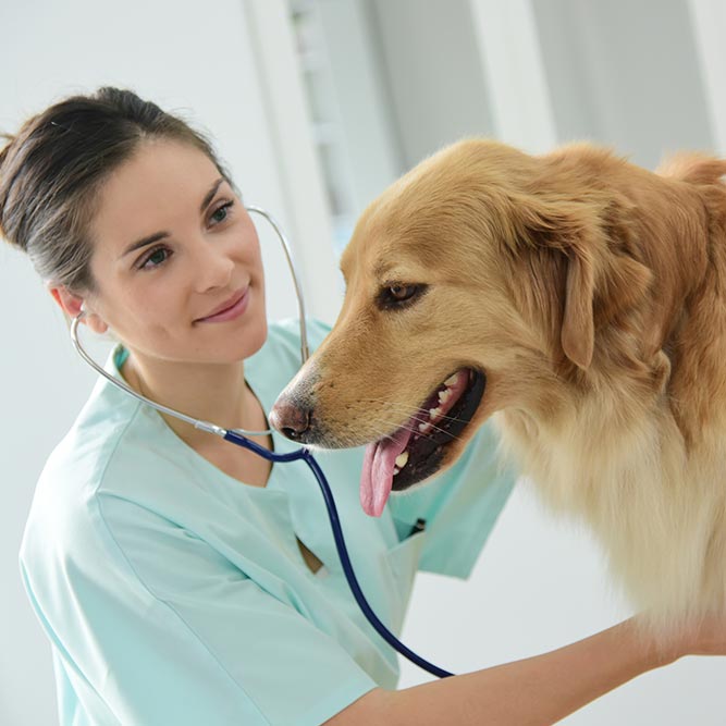078Especialista en Urgencias Veterinarias y Quirofanos.jpg