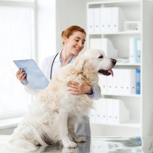 081Experto en Ecografias en Veterinaria.jpg
