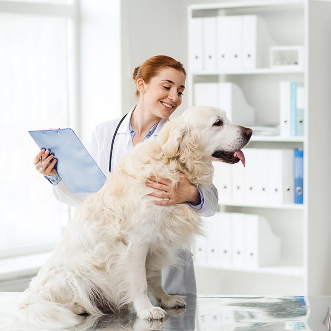 081Experto en Ecografias en Veterinaria.jpg