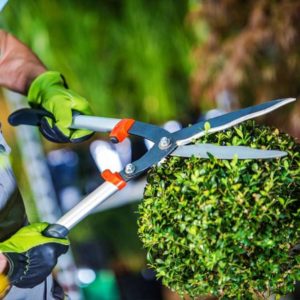 093Operaciones Basicas para el Mantenimiento de Jardines Parques y Zonas Verdes.jpg