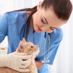 104Procedimientos de Imagen para el Diagnostico en Veterinaria.jpg