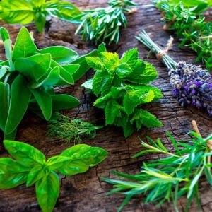 AGAU012PO plantas aromaticas y medicinales principales tecnicas de cultivo recoleccion y manipulacion.jpg