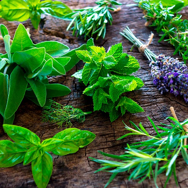 AGAU012PO plantas aromaticas y medicinales principales tecnicas de cultivo recoleccion y manipulacion.jpg