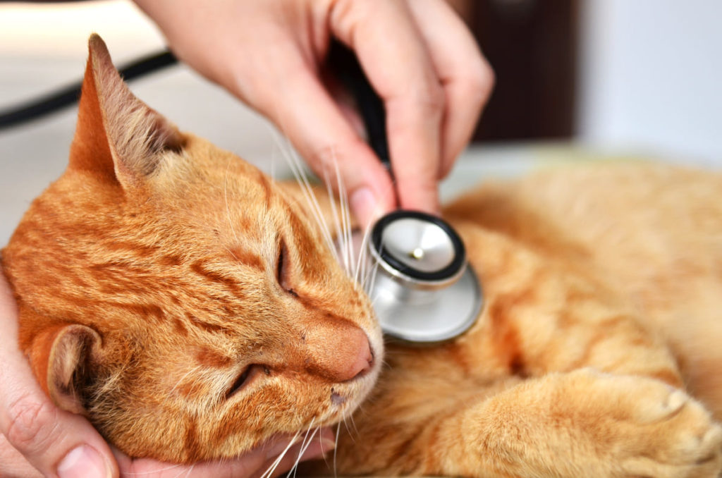 Farmacovigilancia veterinaria.jpg