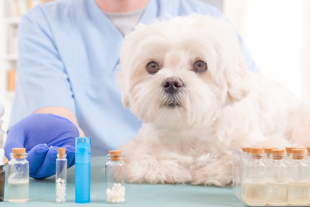 Registro de productos de veterinaria.jpg