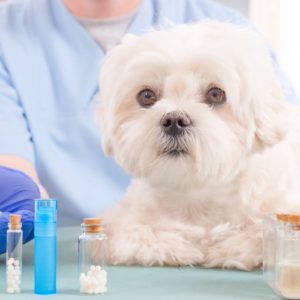 Registro de productos de veterinaria.jpg