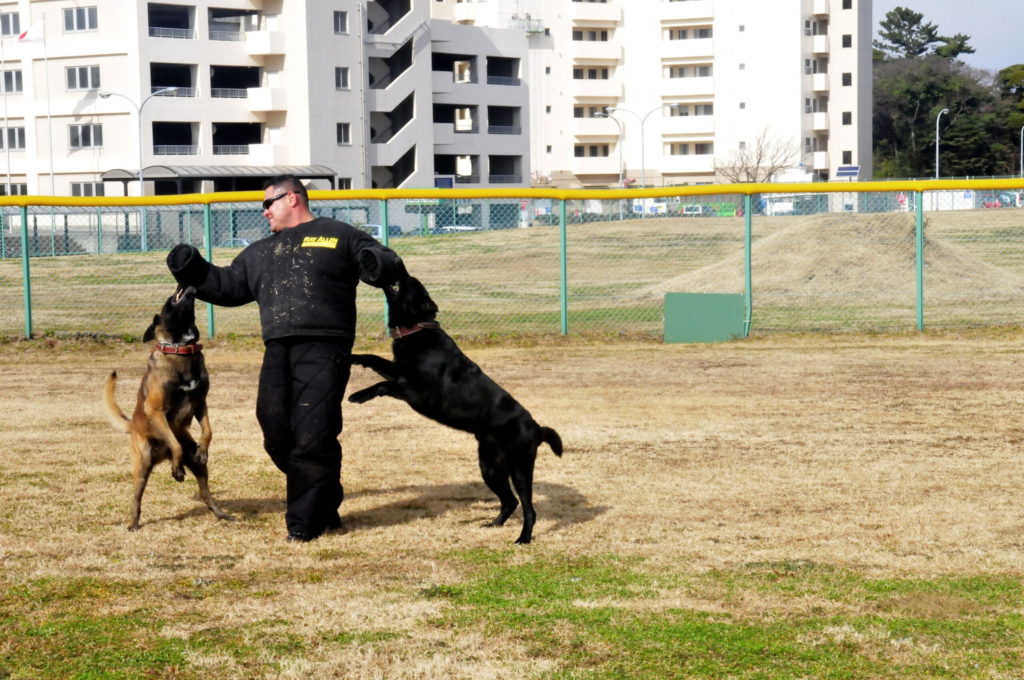 adiestramiento perros scaled 1.jpg