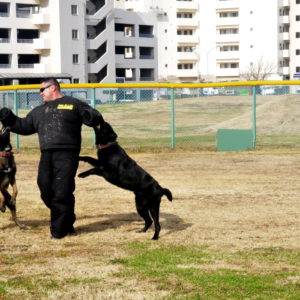 adiestramiento perros scaled 1.jpg