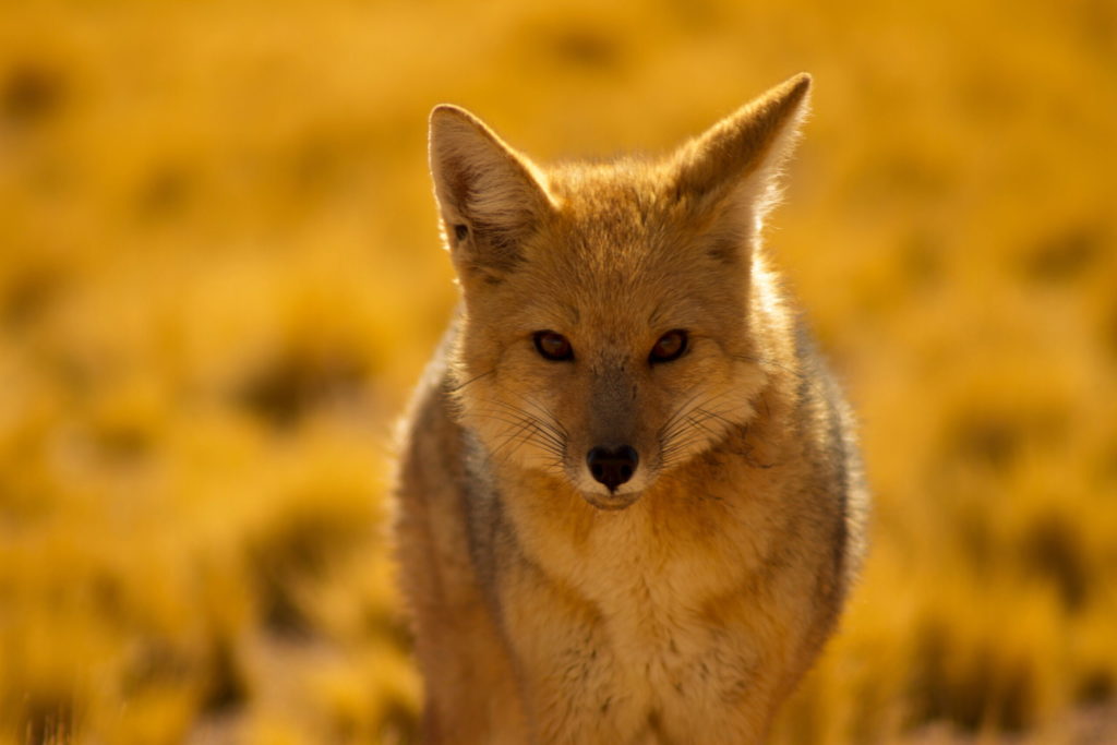 animales salvajes scaled 1.jpg