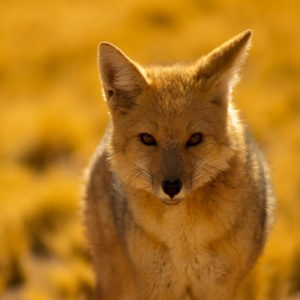animales salvajes scaled 1.jpg