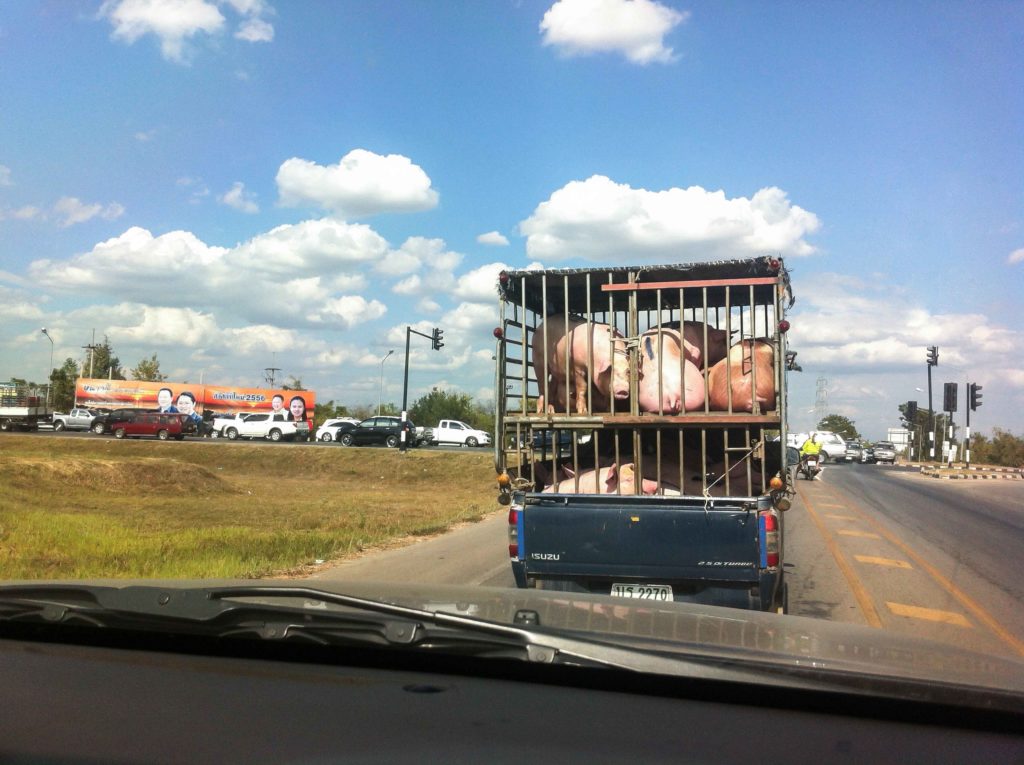 bienestar ganado.jpg