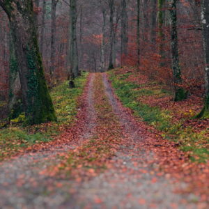camino forestal scaled 1.jpg