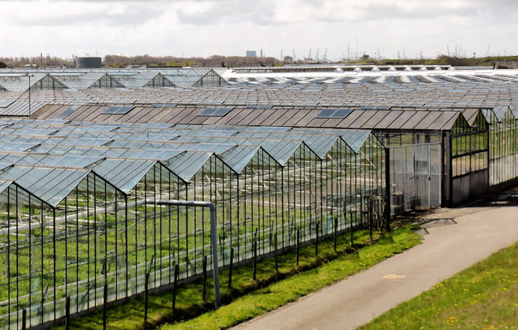 cesped vivero scaled 1.jpg