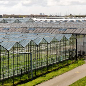 cesped vivero scaled 1.jpg