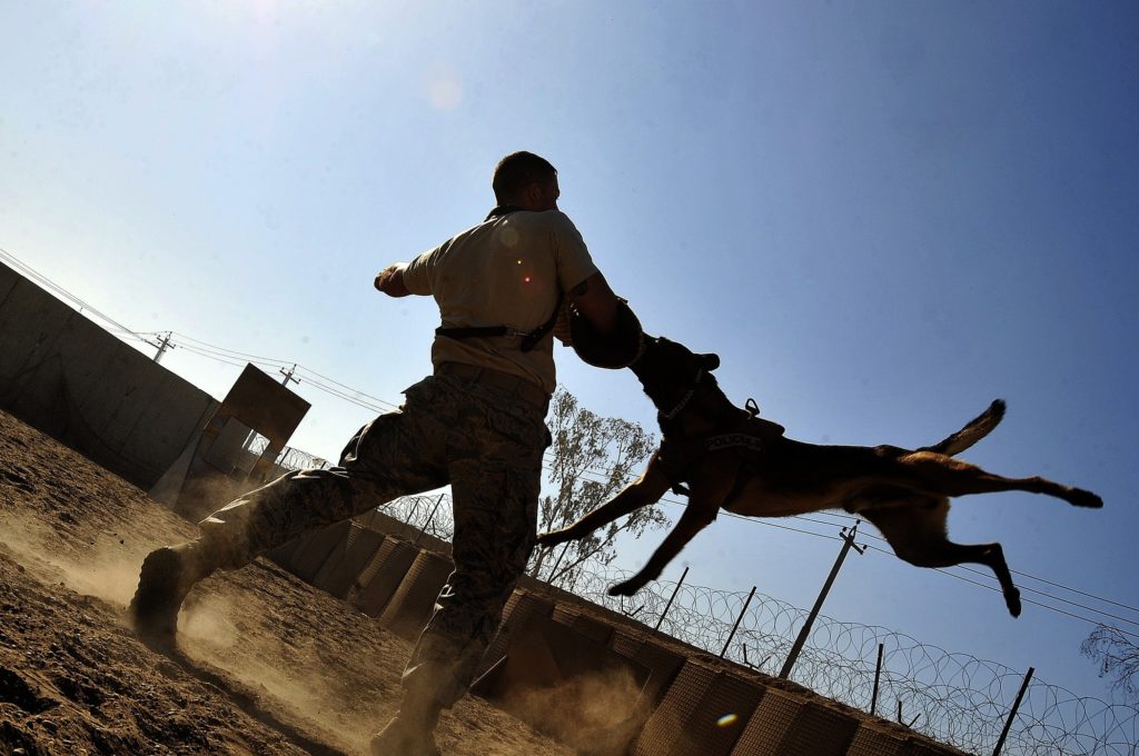 entrenamiento perros.jpg
