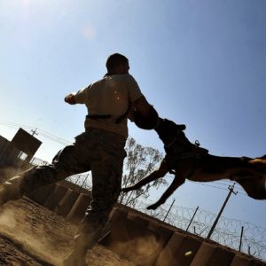 entrenamiento perros.jpg