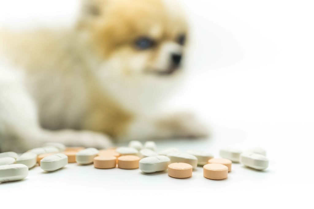 farmacia veterinaria.jpg