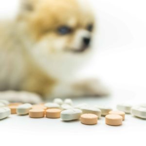 farmacia veterinaria.jpg
