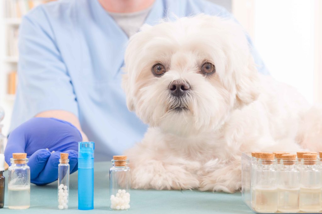 homeopatia veterinaria.jpg
