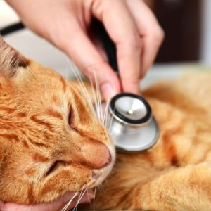 patologia veterinaria.jpg