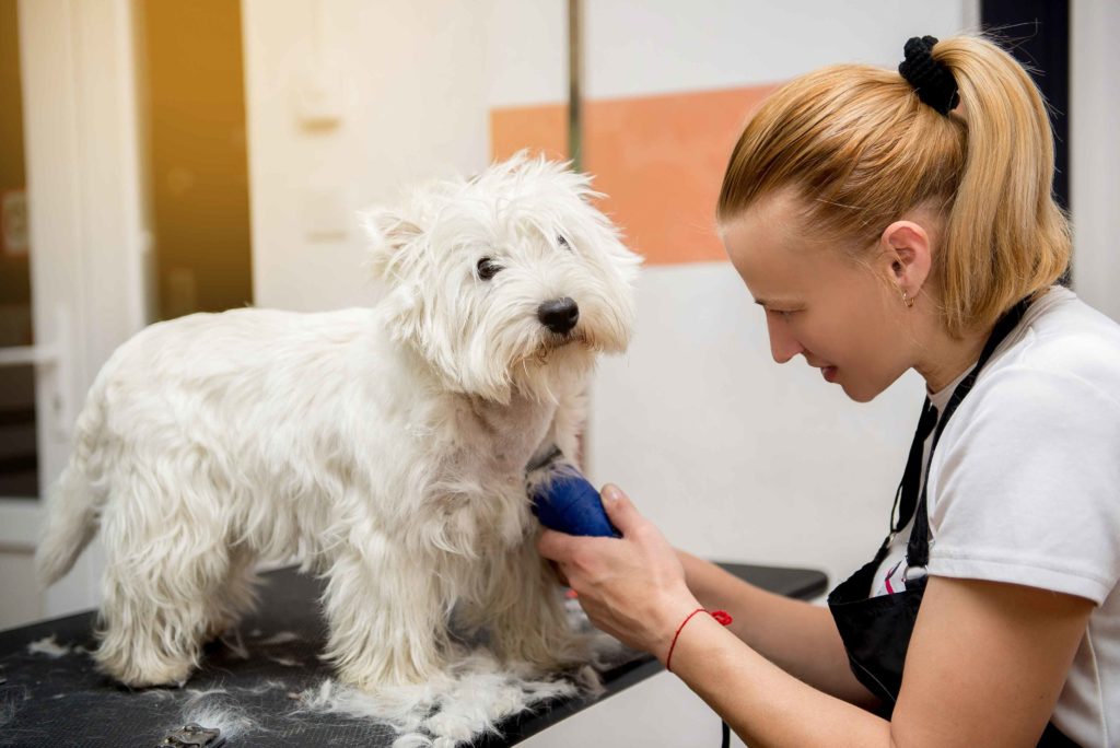 peluqueria canina.jpg