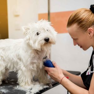 peluqueria canina.jpg