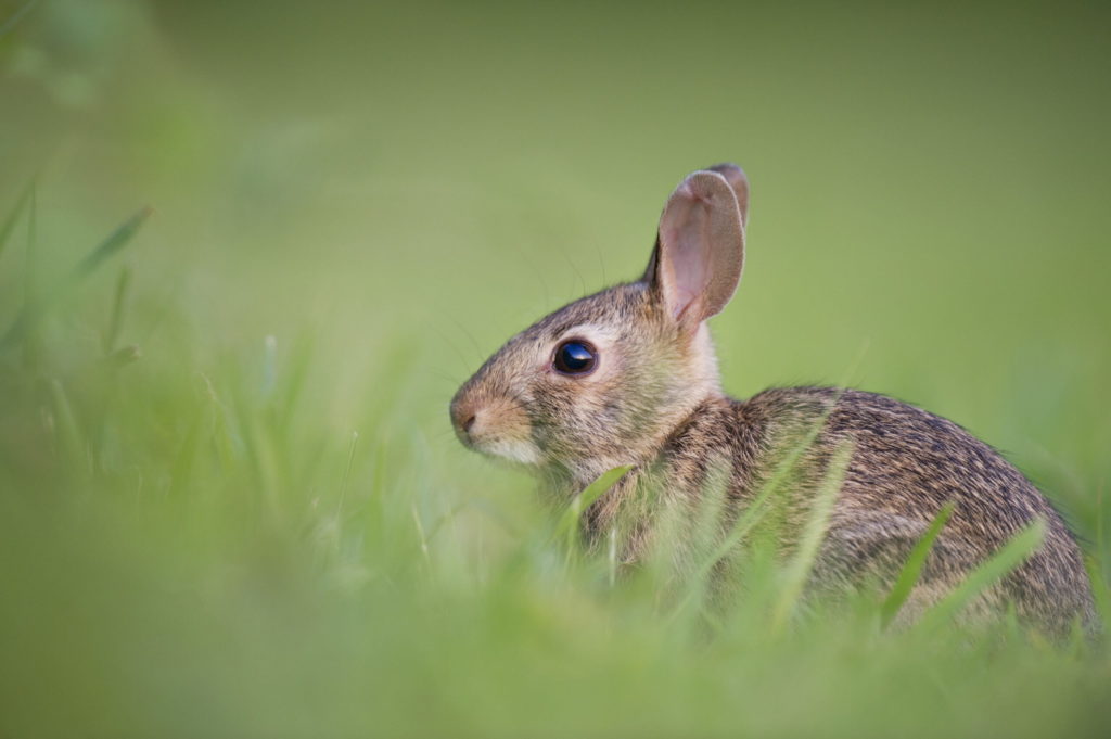 Small Bunny