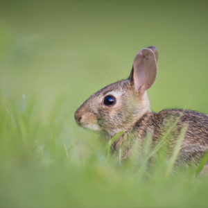 Small Bunny