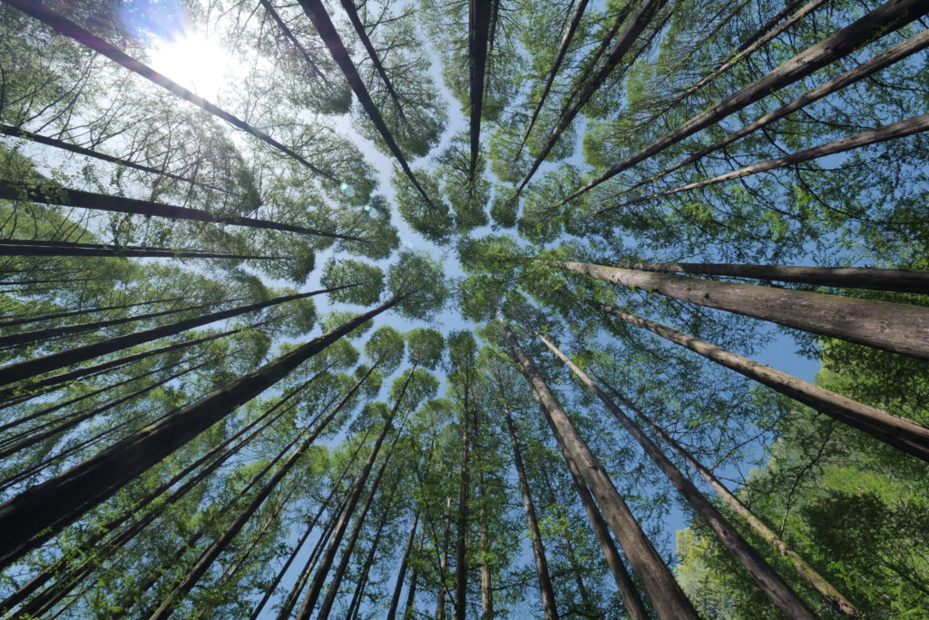 repoblacion forestal scaled 1.jpg