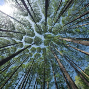 repoblacion forestal scaled 1.jpg