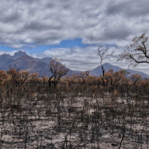 repoblacion forestal2 scaled 1.jpg