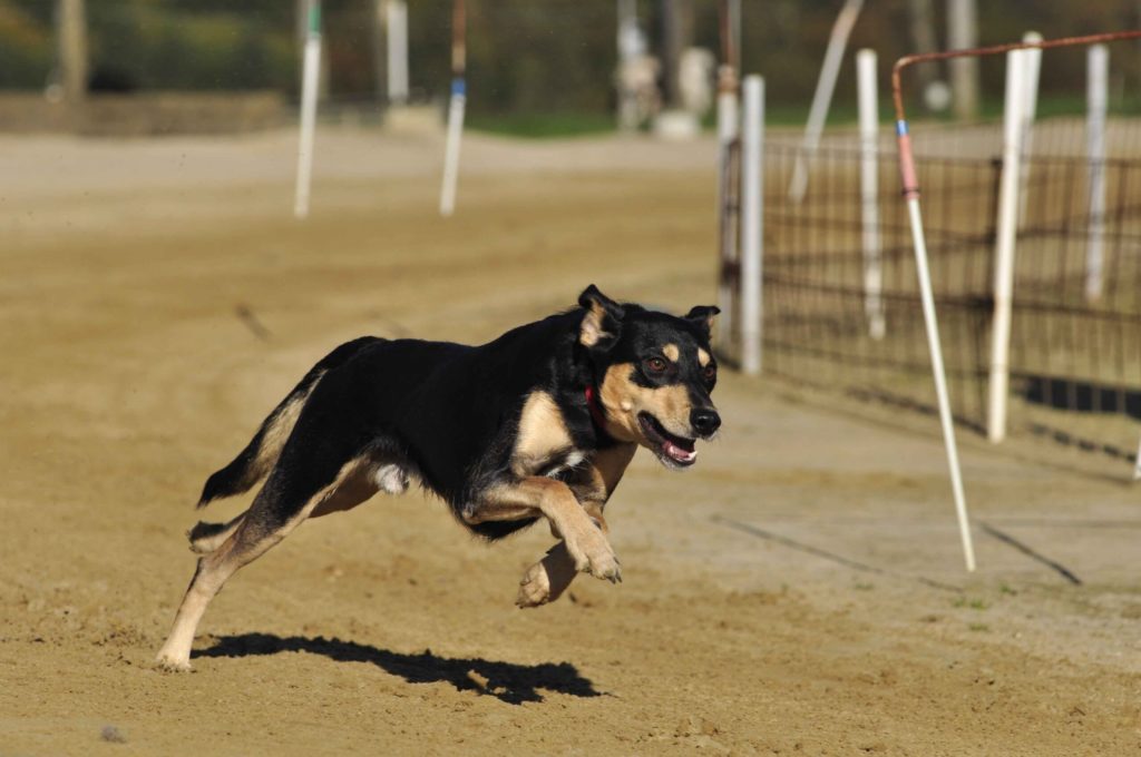 seguridad canina scaled 1.jpg