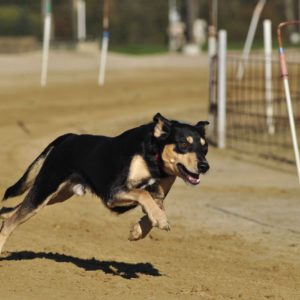 seguridad canina scaled 1.jpg