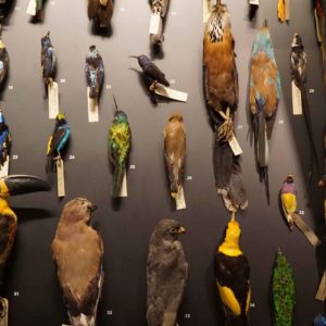 taxidermia.jpg