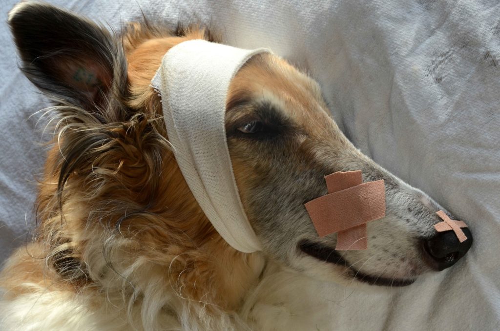 urgencias veterinarias 1.jpg
