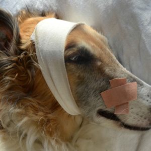 urgencias veterinarias 1.jpg