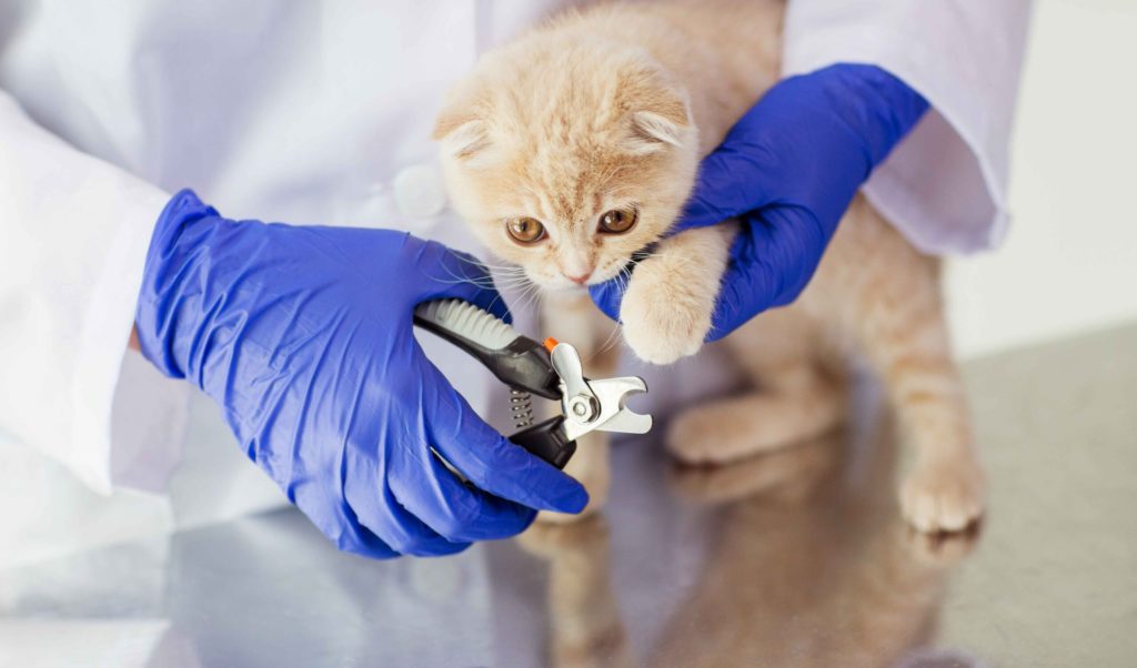 prl veterinaria scaled 1.jpg