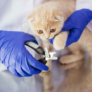 prl veterinaria scaled 1.jpg